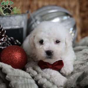 Tiny-Rudolph, Bichon Frise Puppy